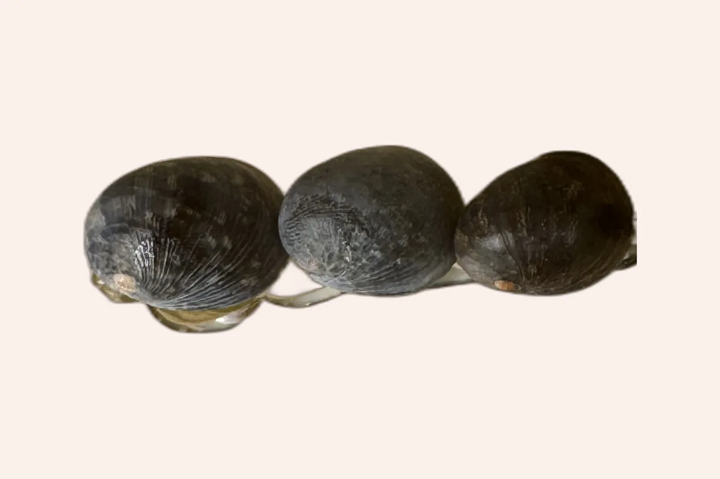 Close-up of two kūpeʻe shells showing their dark speckled pattern