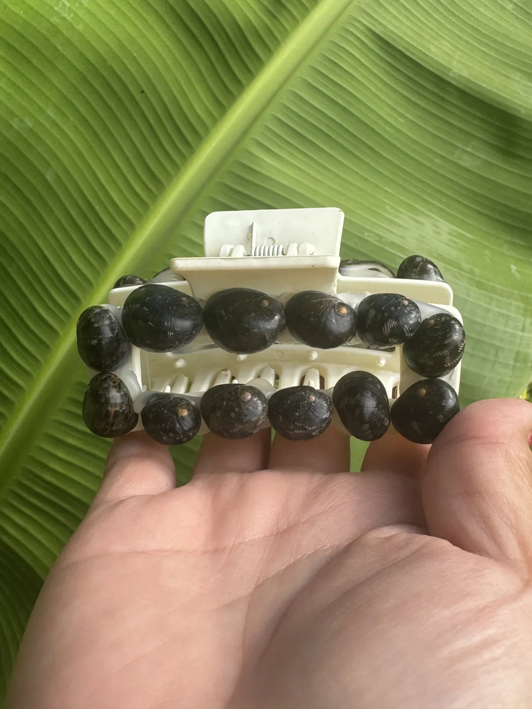 Cream claw clip with a double row of kūpeʻe shells, held over a banana leaf