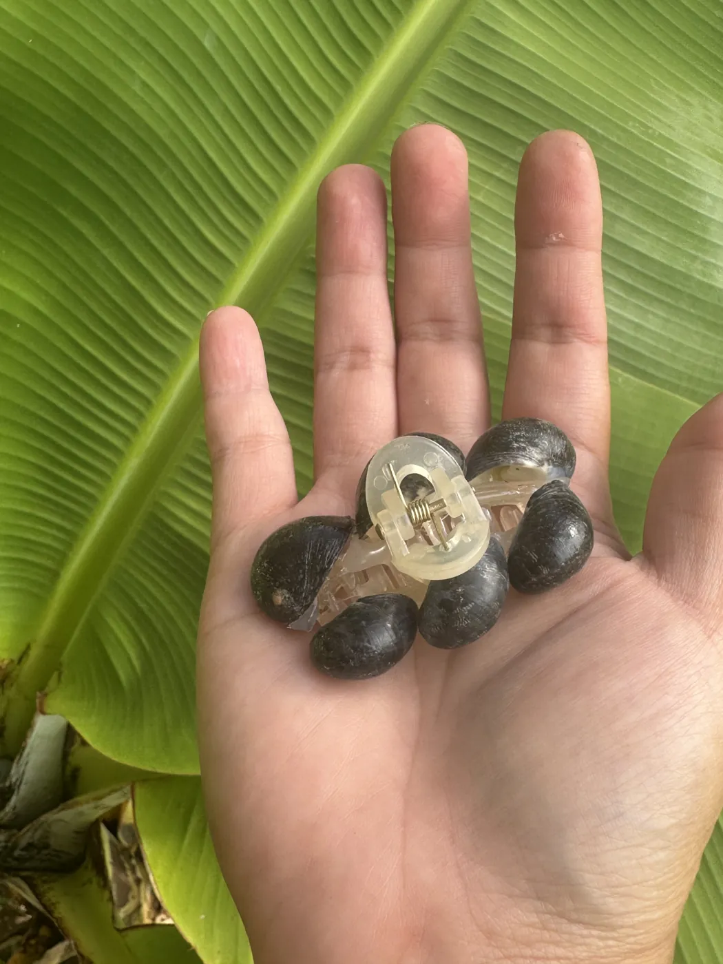 A small clear claw clip with kūpeʻe shells held in an open palm