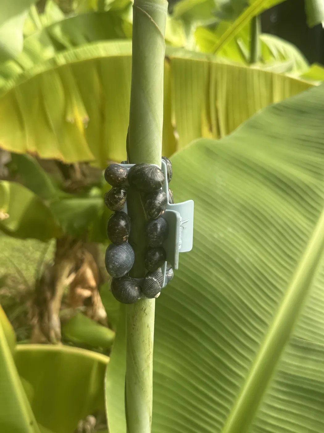 Powder blue kūpeʻe claw clip on a banana stem
