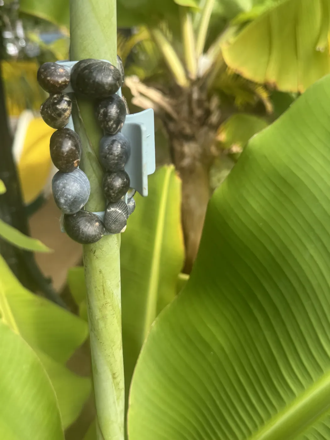 Powder blue claw clip lined with dark kūpeʻe shells, clipped to a banana stem