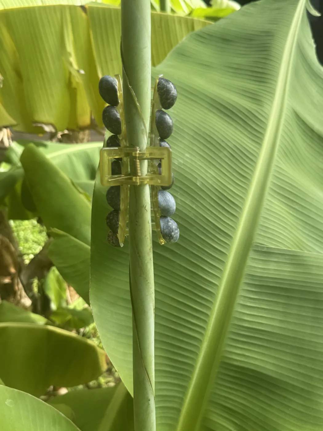 Olive claw clip with kūpeʻe shells clipped to a banana stem among leaves
